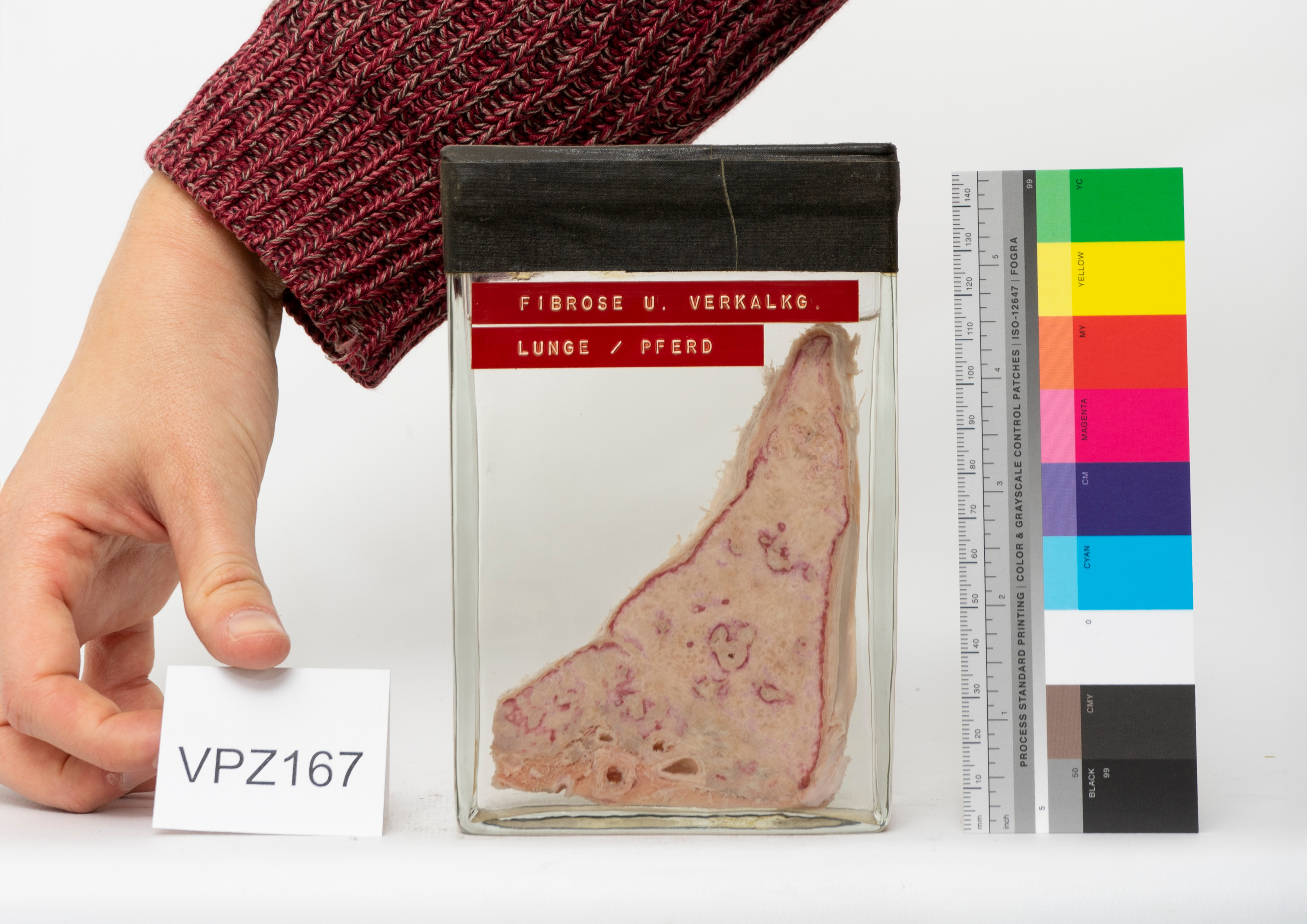 Preserved horse lung specimen in formalin within a glass jar, part of a veterinary wet collection, shown with scale and label.