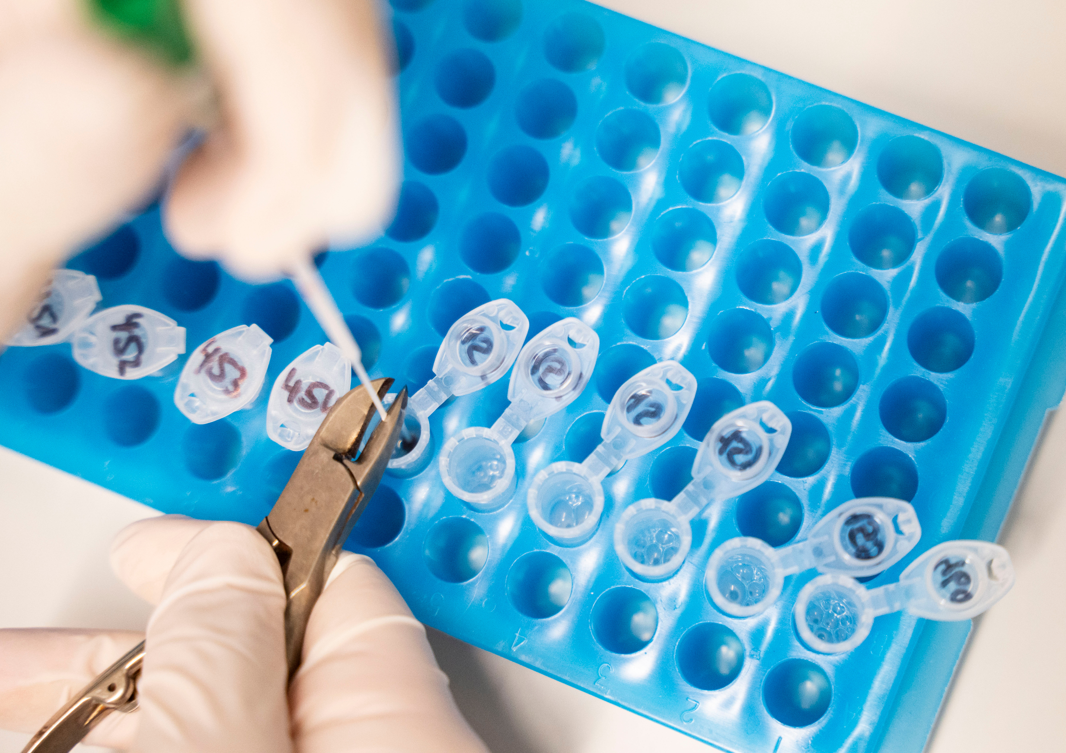 Closeup Photo of Hands working in Lab