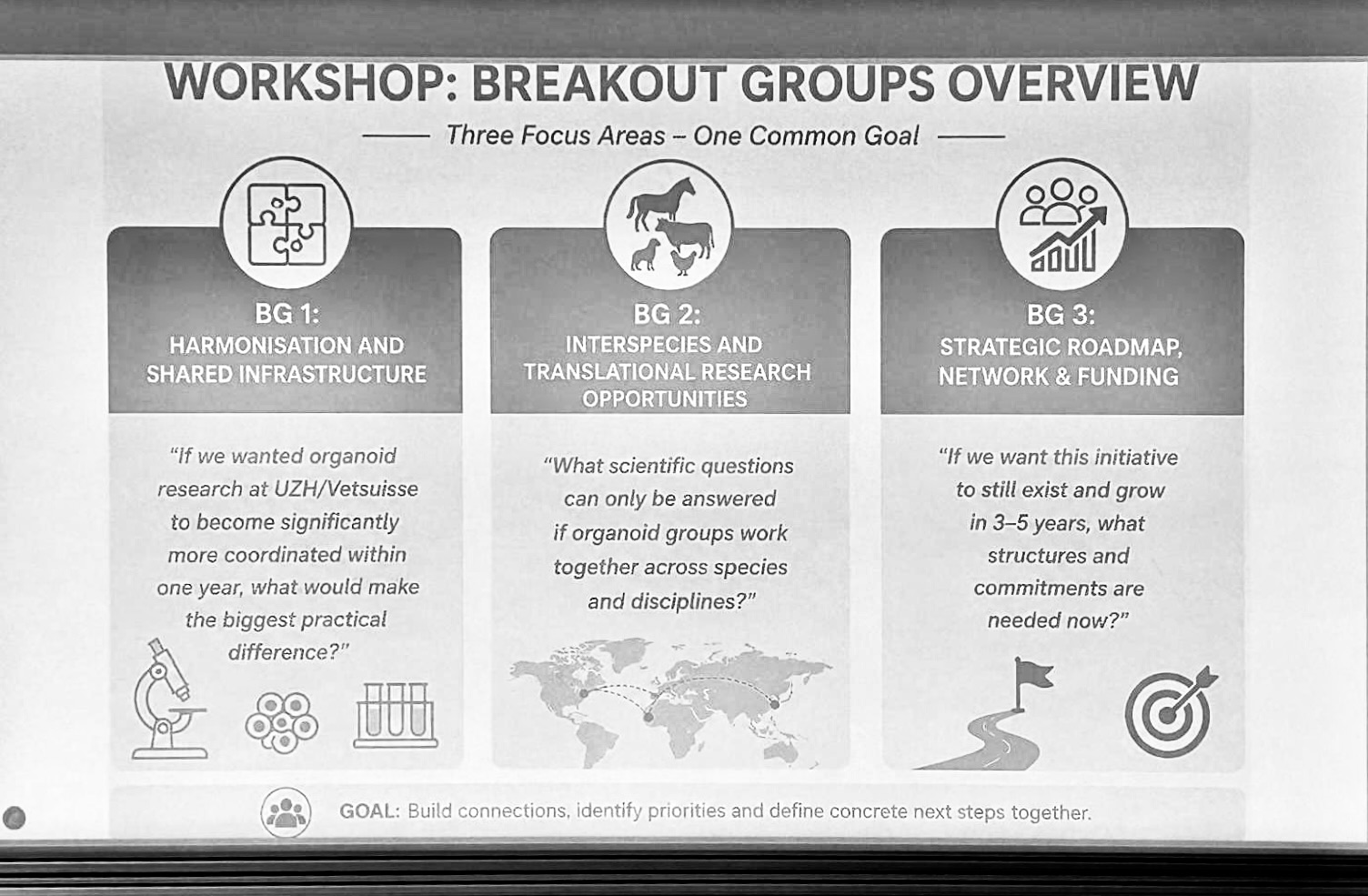 Presentation slide showing breakout group topics on harmonisation, translational research, and strategic development in organoid research.
